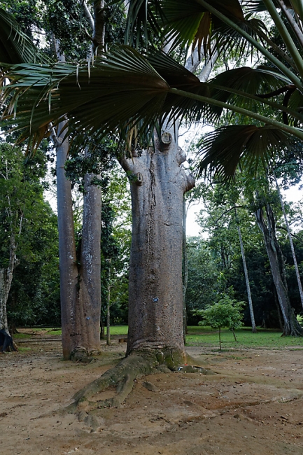 Kandy-Botanical garden-005